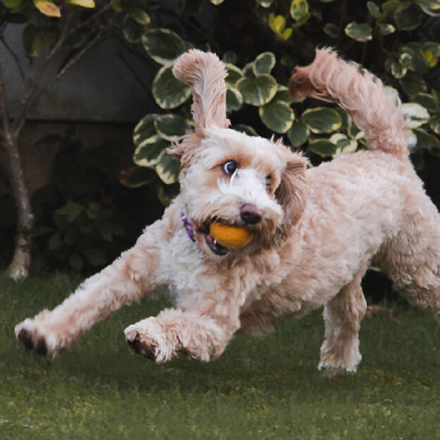 15 Brilliant Dog Friendly Pubs in Bridlington - Pure Pet Food